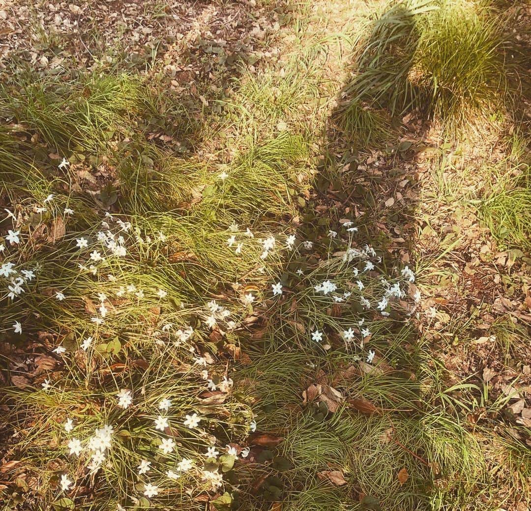 紺野千春のインスタグラム：「wildflowers🤍！！！ #wildflowers  #spring  #april #unsondoux」