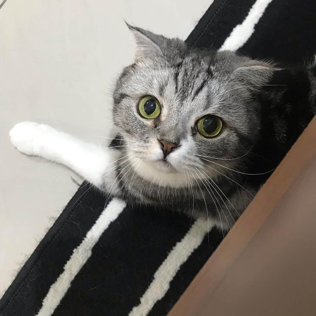 KATSUOのインスタグラム：「. 今日はウェットの方にしてもらえる🐟🍽？ . #cat #catstagram #catsofinstagram #instacat #cutecat #katsuo #猫のいる暮らし」