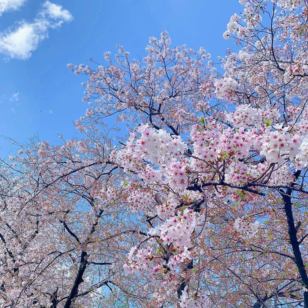 空野青空のインスタグラム：「、 、 🐭「よくね？」 、 、 、 #桜 #突然のフラグ #100日後に死ぬワニ #思い出の桜 #青空 #sakura #ファインダー越しの私の世界 #ファインダー越しの世界 #ワニくん #ありがとう」