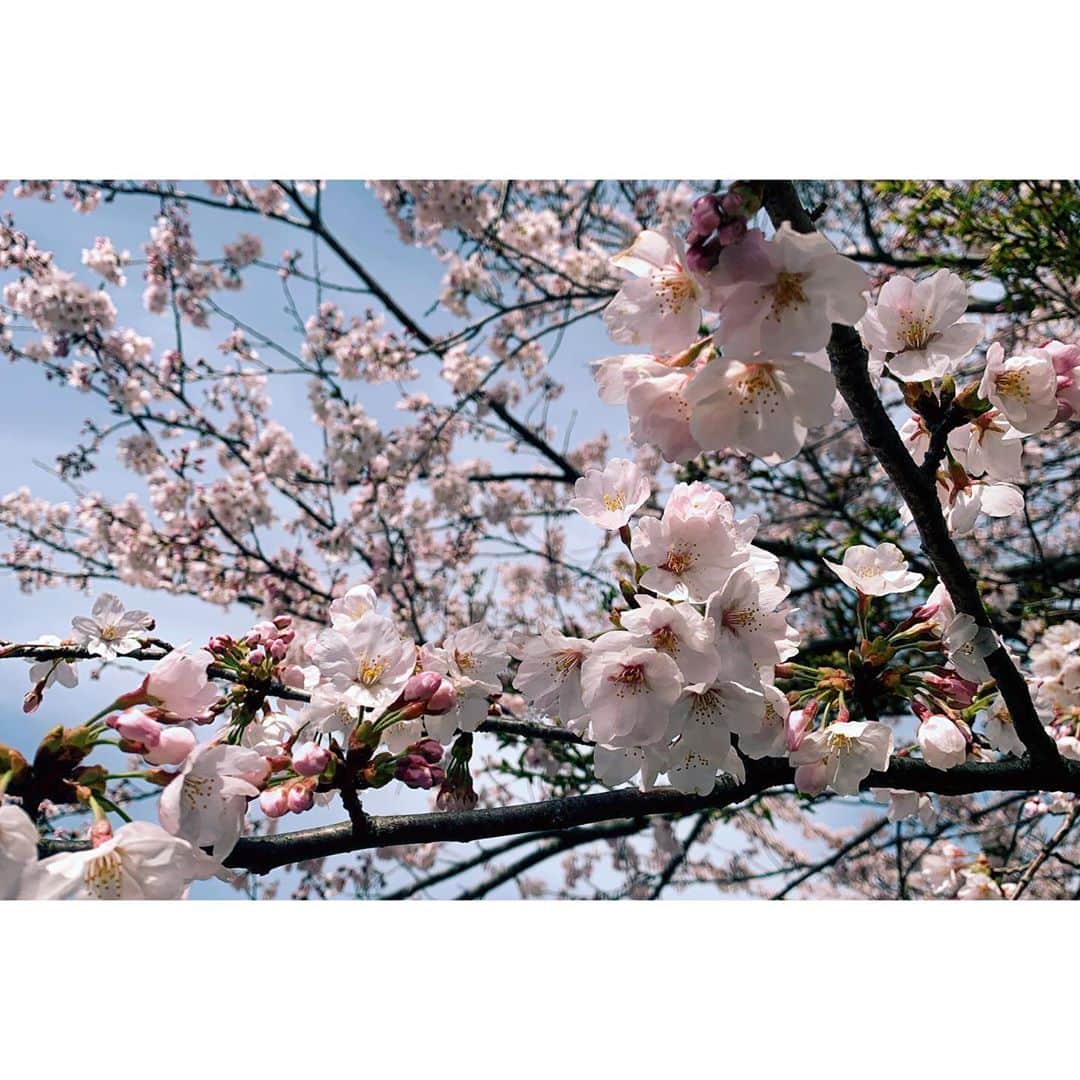 上白石萌音さんのインスタグラム写真 - (上白石萌音Instagram)「今夜は帰れマンデー、桜と菜の花と富士山とごはんとごはんとごはんと🚌一緒に小旅行しましょう〜よる7時！」4月6日 15時21分 - mone_kamishiraishi