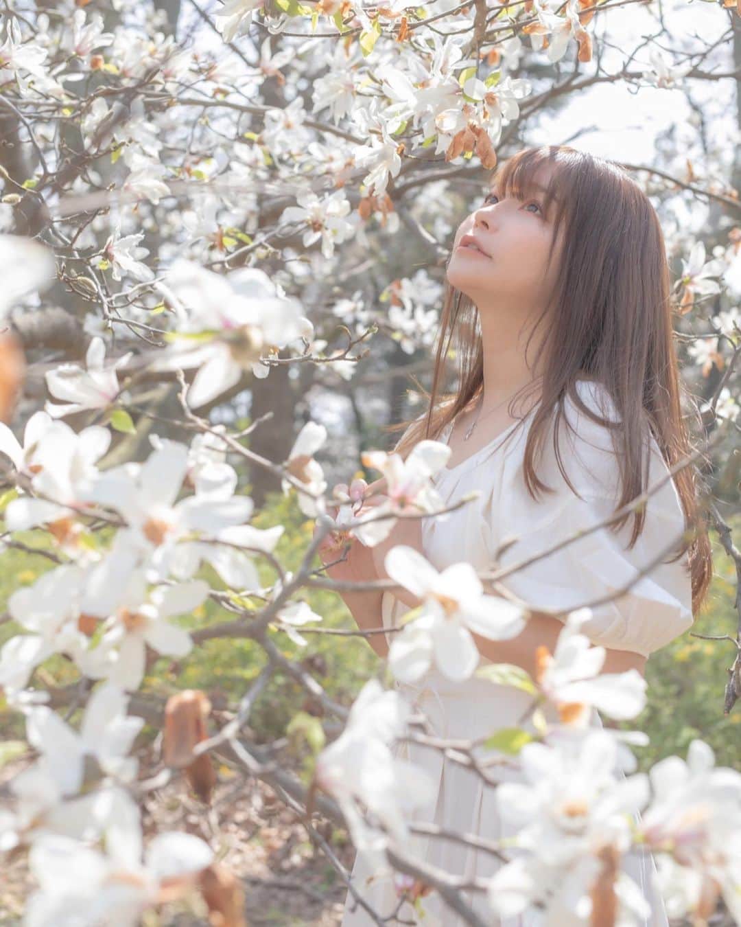 利咲のインスタグラム：「ただ白が好き。﻿ ﻿ 「辛抱する木に花が咲く」﻿ 人には見せない我慢と努力で﻿ 深みのある時間を持って自分を育てたいです。﻿ ﻿ ﻿ Just I like white.﻿ ﻿ "Blooming flowers on a patient tree"﻿ With patience and effort not shown to others﻿  I want to raise myself with deep time.﻿ ﻿ ﻿ #桜 #🌸 #さくら #桜の絨毯 #春 #spring #桜ポートレート #桜ポトレ #花 #flower #花ポトレ #新宿御苑 #cherryblossom #cherryblossoms #sakura #sakura🌸 #portrait #shooting #shinjukugyoen #japan #tokyo﻿ ﻿」