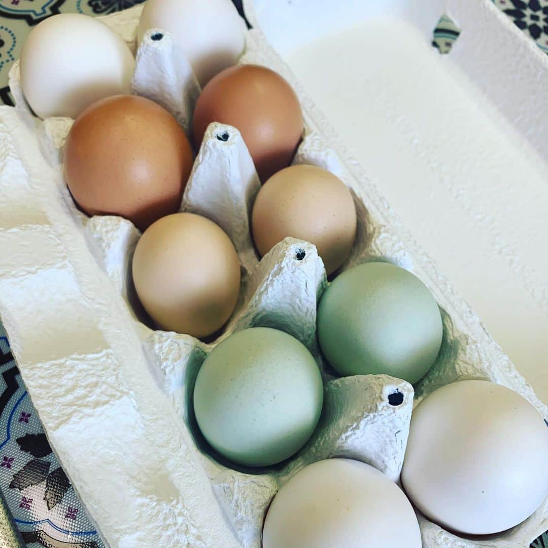 金廣真悟さんのインスタグラム写真 - (金廣真悟Instagram)「. 色んな卵をゲット。#アローカナ と#烏骨鶏 と#白レグ とあとなんだっけな？楽しみ！  少しレコーディングにも参加しました！出来上がりもお知らせするのも感想も楽しみ！  そして花粉がいと辛し。」4月6日 15時44分 - shingo_kanehiro