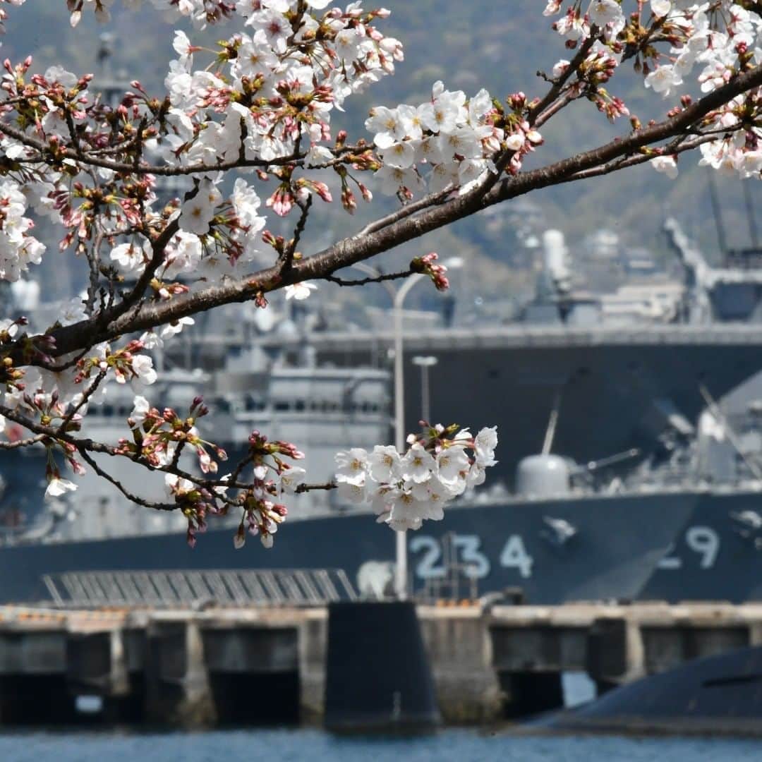 海上自衛隊さんのインスタグラム写真 - (海上自衛隊Instagram)「【バーチャル花見】 新型コロナウイルス感染防止のため、花見を自粛されている方々へ、海上自衛隊が各地の桜の風景をお届けしています。 本日は、呉地方総監部の桜です。桜越しに護衛艦「かが」、「とね」、「あぶくま」が見えます。  #バーチャル花見  #エアー花見  #がんばろう日本 #海上自衛隊  #cherryblossom  #護衛艦」4月6日 15時47分 - jmsdf_pr
