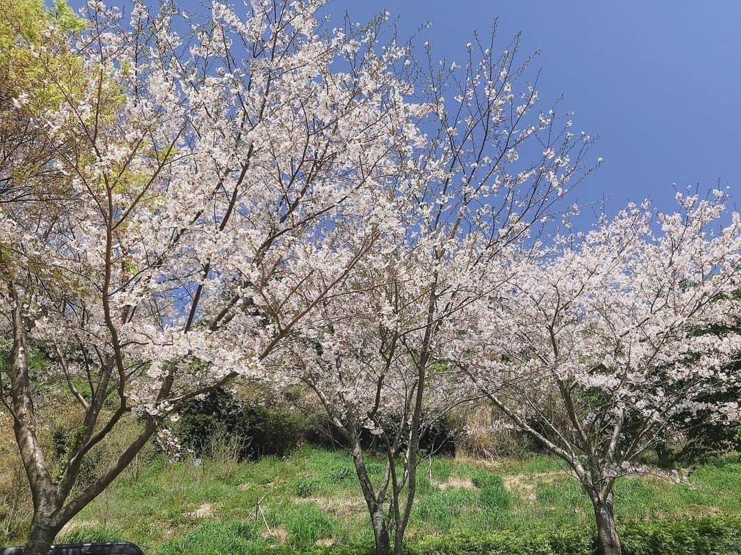 重長智子さんのインスタグラム写真 - (重長智子Instagram)「. 焼津市と藤枝市の境にある高草山。 桜が見頃で、とにかく絶景です‼️✨ . 少しお散歩するだけで リフレッシュできました🌸 . 来年は楽しくお花見できますように… .  #焼津市 #高草山 #笛吹段公園 #絶景ポイント #自粛ムード」4月6日 16時10分 - tomoko_shigenaga