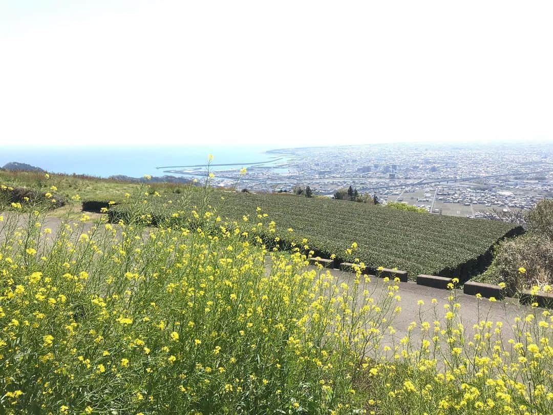 重長智子さんのインスタグラム写真 - (重長智子Instagram)「. 焼津市と藤枝市の境にある高草山。 桜が見頃で、とにかく絶景です‼️✨ . 少しお散歩するだけで リフレッシュできました🌸 . 来年は楽しくお花見できますように… .  #焼津市 #高草山 #笛吹段公園 #絶景ポイント #自粛ムード」4月6日 16時10分 - tomoko_shigenaga