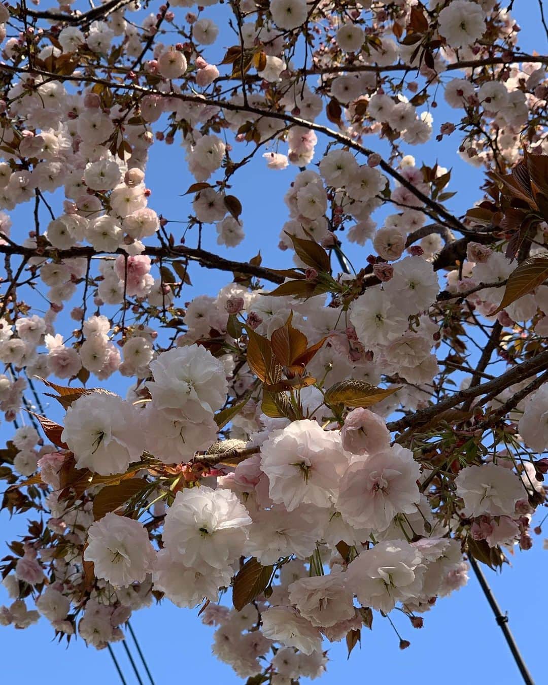 森なな子さんのインスタグラム写真 - (森なな子Instagram)「今日のスタジオ近くの桜🌸 ぶりんぶりんに咲いてました。なんて種類の桜だろう？美しい。今日で見納めかなぁ。 #flower #cherryblossom #spring #jpn」4月6日 16時16分 - nanako.m1988