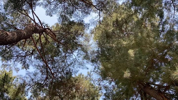 ウォン・ジナのインスタグラム：「어느 날, 🌿」