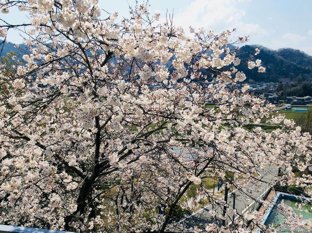 のインスタグラム：「4月6日現在、夢乃井の桜は満開です🌸 客室からも満開の桜がご覧頂けます😁✨ #夢乃井 #夢乃井庵夕やけこやけ #桜 #満開 #🌸」