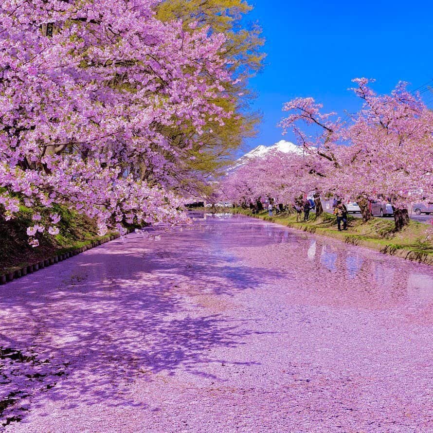 ANAのインスタグラム：「お花見気分で🌸﻿ ﻿ #お花見出来ないけど #行った気分で #青森 #弘前 #東北 #サクラ #桜  #一面の花びら #春がきた #桜前線 #開花 #今年は早め #美しい #日本の景色 #青空 #anaタビキブン #弘前公園 #cherryblossom #sakura #aomori #hirosaki #bluesky #spring #japantrip #ana_jp﻿ ﻿  旅の思い出は「#anaタビキブン」をつけて投稿してね☺インスタやANAの各メディアでご紹介していきます💙」