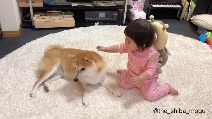 Moguのインスタグラム：「. ベビ子分の成長に合わせて最近は嫌なときは毅然と断るなの。 #もぐからしたら一歳すぎたら大人だからさ #がんばれ #ベビ子分の切り替えのはやさ . @the_shiba_mogu  #柴犬 #shibainu #shiba#赤柴 #redshiba#犬 #dog#しばいぬ#nannydog#犬と子供#子供と犬#柴犬と子供#柴#赤ちゃんと犬#犬と赤ちゃん#柴犬と赤ちゃん#赤ちゃんと柴犬#柴犬のいる暮らし#子守犬」