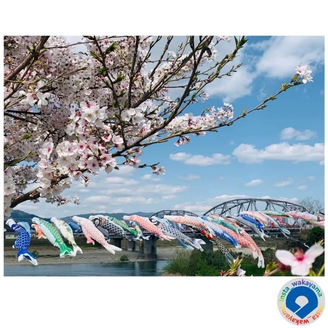 和歌山県さんのインスタグラム写真 - (和歌山県Instagram)「. Insta_Wakayamaでは、皆さんがハッシュタグをつけて投稿してくださった写真から、素敵な写真をご紹介させていただきます！ 今、#insta_Wakayama のタイムラインは、桜🌸で埋め尽くされていて、投稿数も非常に多くなっています。 そんな中から、本日のピックアップは @kaz2844 さんのお写真です☆ いつもハッシュタグのご利用ありがとうございますm(_ _)m . こちらは、九度山町の春の風物詩「こいのぼりの丹生川渡し」のお写真です。昨日(4/5)に始まり、5/5のこどもの日まで行われます。私も昨日夕方のテレビニュースで見ましたが、約100匹のこいのぼり🎏が丹生川を泳ぐ姿は壮観ですね。満開の桜🌸がアクセントになっていて、とても素敵なお写真です😊 . 和歌山に関する投稿には「 #insta_wakayama 」のハッシュタグをつけてください★ 和歌山の魅力を皆さんで発信していきましょう！ ハッシュタグをつけると同時に、写真の場所の記載・位置情報の登録もお願いします🎵 . #桜 #サクラ #丹生川渡し #こいのぼり #九度山町 #和歌山 #和歌山県 #sakura #cherryblossom #koinobori #Carpstreamer #kudoyama #insta_wakayama #wakayamagram #wakayama #instameet_wakayama #nagomi_wakayama #visitwakayama #retrip_news #japan」4月6日 17時29分 - insta_wakayama