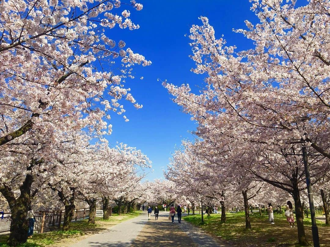 内田絢子さんのインスタグラム写真 - (内田絢子Instagram)「大阪城公園ランニング！  6.27KM  桜のアーチが綺麗すぎて、走るペースゆっくりになっちゃいます。久しぶりにいい汗かいた！  #funkyjog #大阪城公園ランニング」4月6日 17時30分 - uccijun