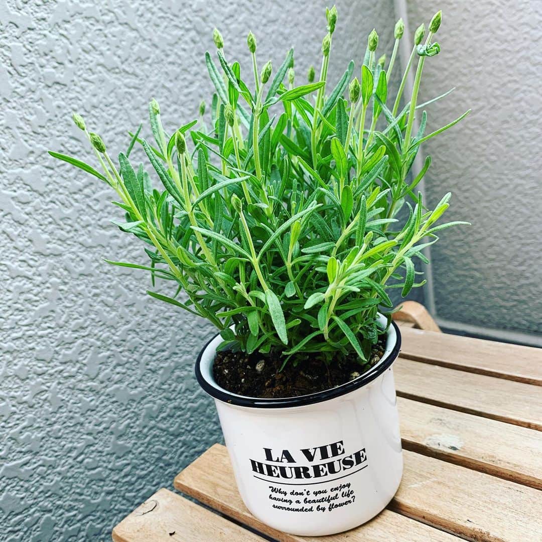 長田成哉のインスタグラム：「ちょっと滅入ってたので、買い出しの帰りにコイツを買った。 #イングリッシュラベンダー」