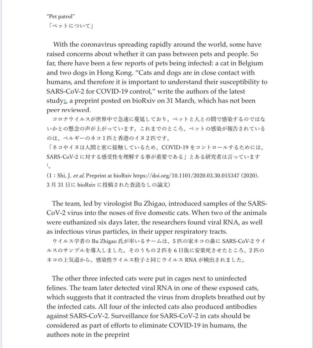 松浦雅さんのインスタグラム写真 - (松浦雅Instagram)「医学生の友人が、 動物(ペット)へのコロナウィルスの感染に 関する海外の信頼できる記事を ( https://www.nature.com/articles/d41586-020-00984-8 ) 日本語に翻訳してくれました。  投稿した画像の文章にもあるとおり、 査読というものがされていないので 必ずしもこの記事が正しいわけではないそうです。 しかし、世界的に有名でかつ、権威のある Natureという雑誌の公式HP内の記事だということで 非常に信頼できるということでした。  彼女がインスタグラムへのシェアを許可してくれたので、 ここに投稿します。 4/1に掲載されているものですし、最新の情報かと。 是非参考になさってください。 . フェレット・猫を飼われている方は 特にご覧になったほうが良いかと思います。 . そして、この文章には 動物実験の結果なども書かれてあります。 動物実験についてを全く目にしたくない方は 閲覧を避けていただければと思いますが、 私個人としては、ヒトと動物の共存のため、 この実験に使われた命に感謝して この知識を得て、出来るだけ多くの方が 日常に生かすことが一番良いのではと思っております。 (全ての動物実験を肯定する訳ではありません。 出来る限り代替法になることを希望します。) . 様々な情報が飛び交い、日本全体が混乱している状況です。 特に動物の感染に関する記事は 情報元が曖昧なのにも関わらず 「動物にも感染する」と言い切っている記事等も多く、 ペットがいる家庭は非常に不安だと思います。 . 出来る限り信頼できる記事をシェアしたく このような投稿をさせて頂きました。 翻訳してくれた、医学生の友人がいなければ、 私もこのような情報は得られませんでした。 彼女に心から感謝します。 皆様が、安心して過ごせますように、お祈りしてます。 私も細心の注意を払い、毎日を過ごします！ . #ペット #動物 #動物への感染 #コロナウィルス #コロナ #COVID19 #猫 #ネコ #ねこ #ねこすたぐらむ #犬 #イヌ #いぬ #いぬすたぐらむ #フェレット #鶏 #ニワトリ #にわとり #豚 #ぶた #ブタ #アヒル #あひる #nature #ペットへの感染」4月6日 17時43分 - m.miyabi614