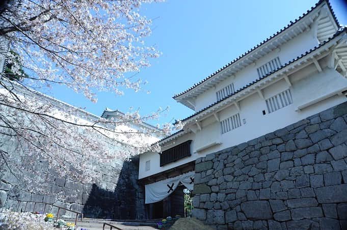 福島県さんのインスタグラム写真 - (福島県Instagram)「霞ヶ城公園の桜 日本百名城のひとつに数えられ、一説には城を桜が覆うように見えることから「霞ヶ城」の名がついたと言われています。満開の時期には公園全体が約2500本もの桜で包まれます。 ※画像は以前のものです。※イベントなどの中止や各種制限が行われている場合があります。 #二本松市 #霞ヶ城公園 #桜 #福島 #ふくしま #ふくしまからはじめよう #fukushima #traveljapan #futurefromfukushima #japantrip #fukushimatrip #art_of_japan #instagramjapan #japan_of_insta  #insta_fukushima  #special_spot_」4月6日 17時50分 - realize_fukushima