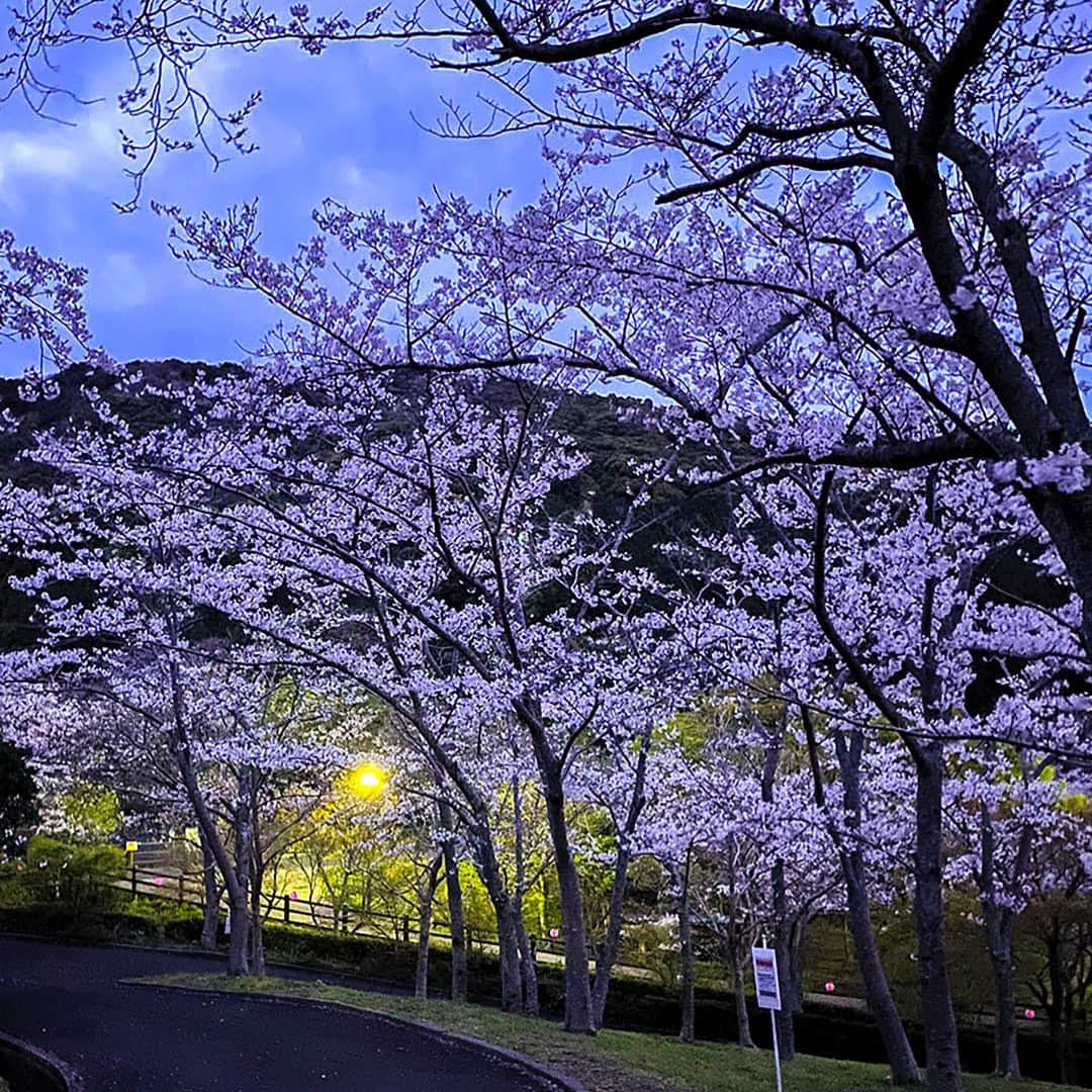 愛知県田原市さんのインスタグラム写真 - (愛知県田原市Instagram)「Night walk is also comfortable. 夜の散歩も気持ちいい♪  #春が来た！第三弾 #滝頭の#夜桜 #夜も行ってみました #まだ間に合うよ #桜 #見る時間が違うだけで別世界 #来年はお花見もできますように  #たはら暮らし  #渥美半島#田原市#伊良湖岬#伊良湖#赤羽根#花言葉#花#サーフィン #tahara#irago#akabane#surfing#flower#田舎暮らし#日々の暮らし #休日の過ごし方#スローライフ」4月6日 17時54分 - tahara_kurashi