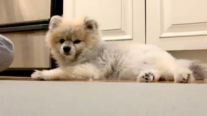 Ella Chuffyのインスタグラム：「Trimming Chuffy’s fur... ขนเยอะจนหอบ ตัด ตัด ตัด ✂️🐾🤍 #groomingdog #groomingathome . . . . . . . . . #ellachuffy #pet #petstagram #pomeranianpage #pomeraniansofinstagram #teacuppoms #cutedogs #pomeranian_lovers #pomeranianlife #pomeranianworld #teddybeardog #pomeranian #puppylove #aplacetolovedogs #dogoftheday #justpomeranians #fluffypack #dogoftheday #anmlsposts #thedailypompom #picoftheday #iflmdog #犬 #狗 #everydaydoglover  #pomeranianww #justpomeranians」