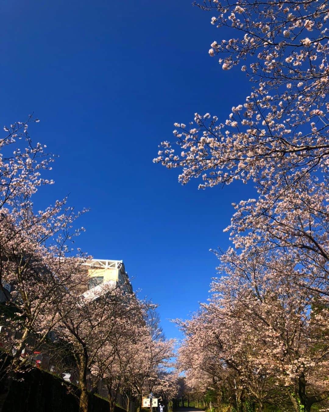 北川航也のインスタグラム：「. 日本平スタジアム のこの桜が大好き この時期の試合は桜とサポーターのオレンジと 本当に綺麗でした🌸🧡 . #iaiスタジアム日本平 #shimizu #shizuoka」