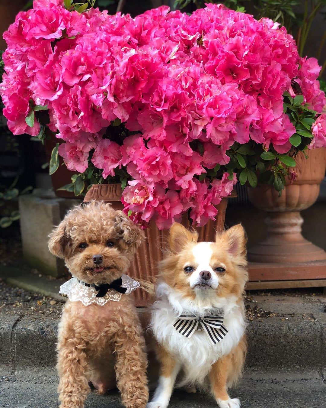 のインスタグラム：「こてつお泊りメモリーズ🌺 ・ ・ ・ #toypoodle #poodle #トイプー #プードル」