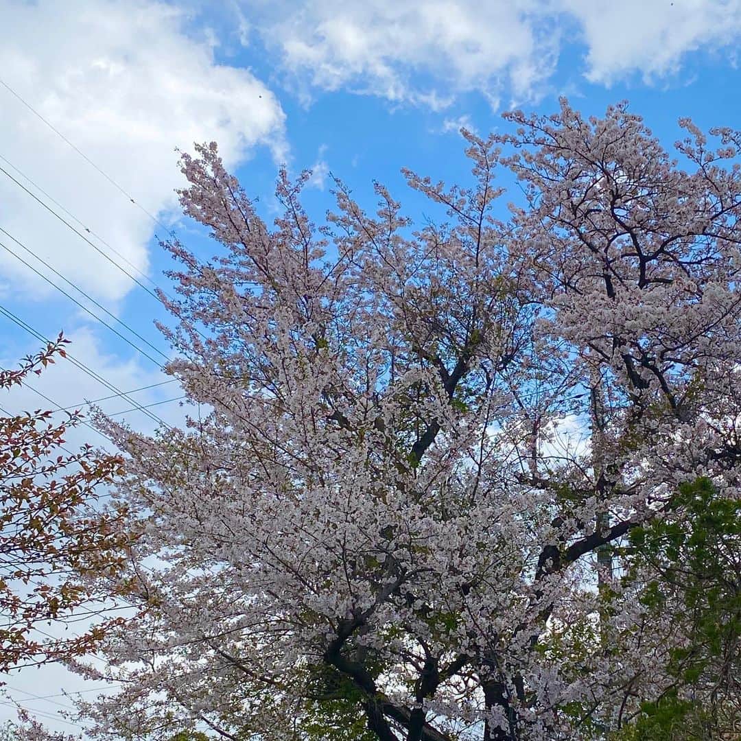 横溝菜帆さんのインスタグラム写真 - (横溝菜帆Instagram)「庭の桜が散り始めました。 ・ 中学生になりました。 初めての制服なので、ちょっと緊張します。 中学もがんばろう‼︎ ・ ・ #中学生 #入学式 #桜 #横溝菜帆」4月6日 18時50分 - y_naho_te