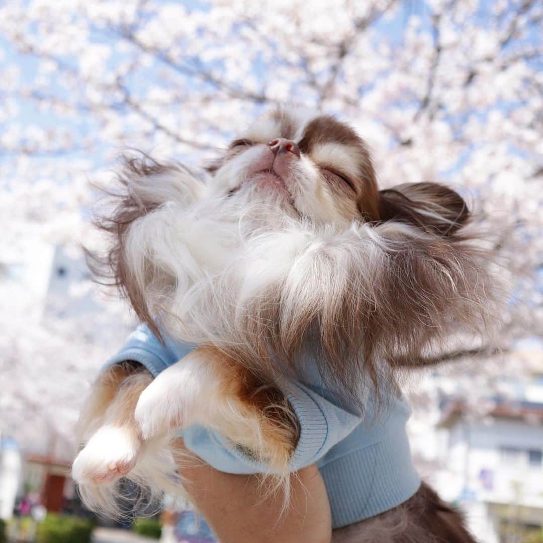 kayoのインスタグラム：「* * 平穏な日々がはやく戻って来ますように。。。 * * * Lychee💗🌸 * * #わたしの癒し * #chihuahua#chihuahualove#dogstgram#dog#instadog#チワワ#チワワ大好き * *」