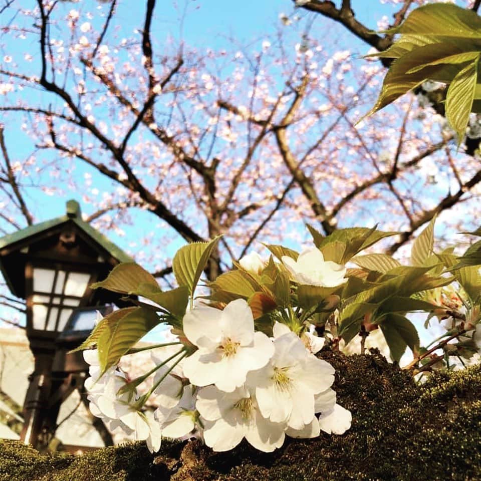 Park Hyatt Tokyo / パーク ハイアット東京さんのインスタグラム写真 - (Park Hyatt Tokyo / パーク ハイアット東京Instagram)「We would like to share a little piece of Tokyo spring shot by one of our hotel colleagues on their way to work.  #cherryblossom  #fullbloom  #armchairtravel  #parkhyatttokyo  #luxuryispersonal」4月6日 19時17分 - parkhyatttokyo