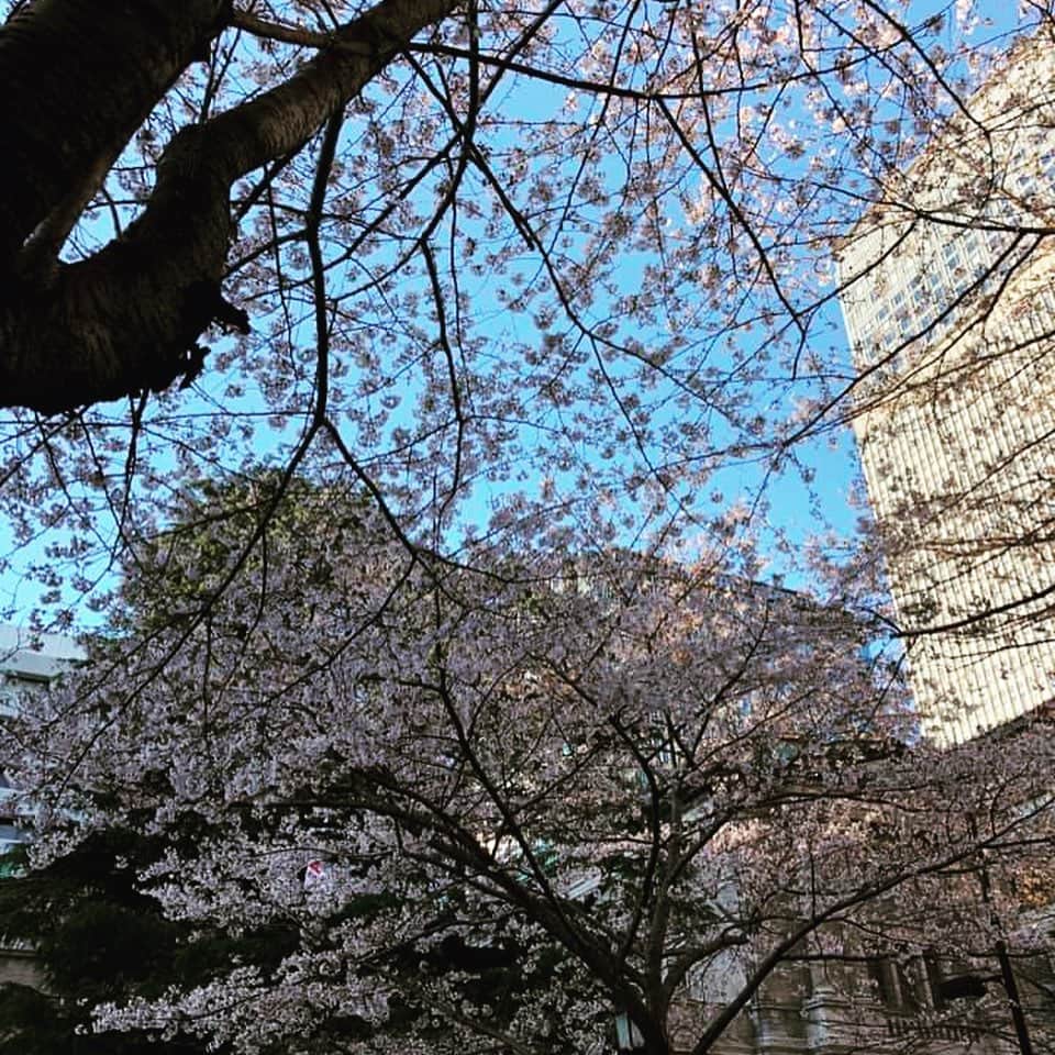 Park Hyatt Tokyo / パーク ハイアット東京さんのインスタグラム写真 - (Park Hyatt Tokyo / パーク ハイアット東京Instagram)「We would like to share a little piece of Tokyo spring shot by one of our hotel colleagues on their way to work.  #cherryblossom  #fullbloom  #armchairtravel  #parkhyatttokyo  #luxuryispersonal」4月6日 19時17分 - parkhyatttokyo