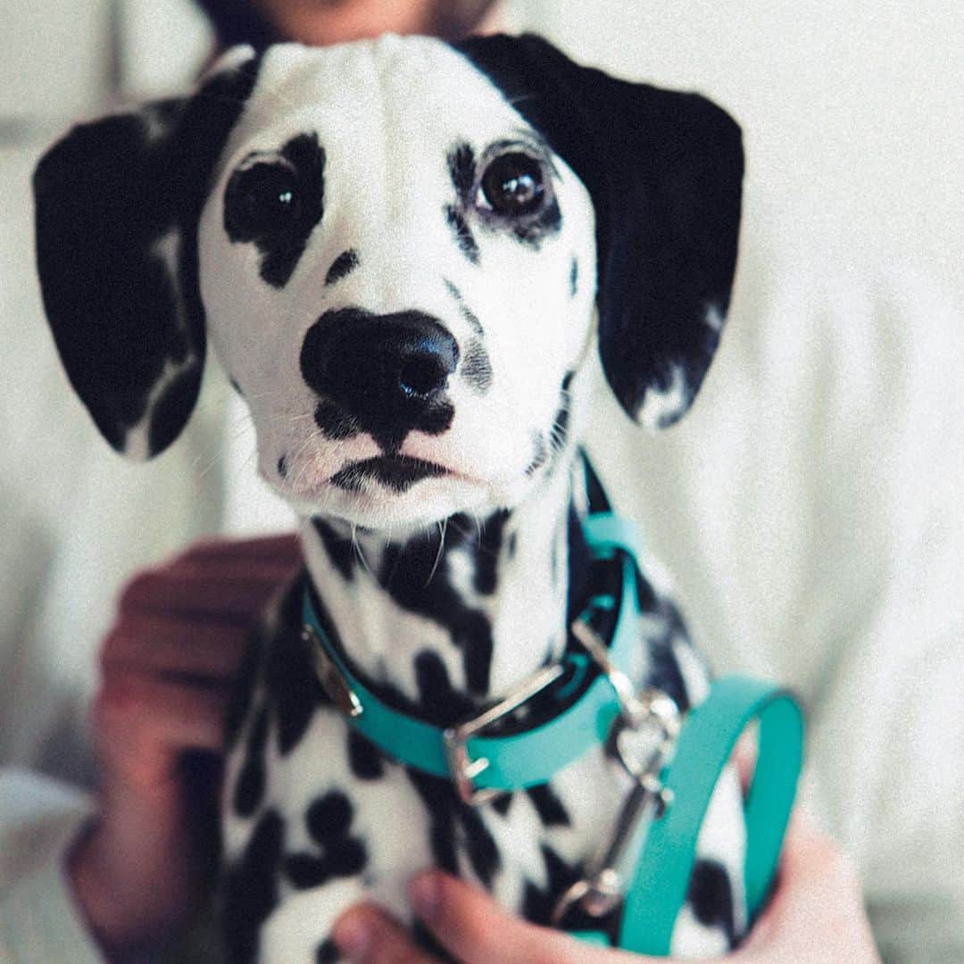 ブルータスさんのインスタグラム写真 - (ブルータスInstagram)「【犬 特集★発売中】 本誌「THE DOG LOVES GOOD THINGS(犬は良いものがお好き)」でダルメシアンのAMO(@whyte_mare.amo )がとっておきのグッズをご紹介。  #BRUTUS #犬がいてよかった  #ダルメシアン  #ブルータスの犬特集」4月6日 19時59分 - brutusmag