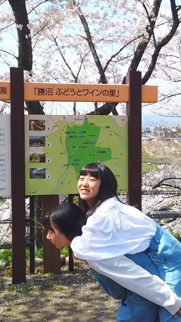 ゆーきのインスタグラム：「#桜」