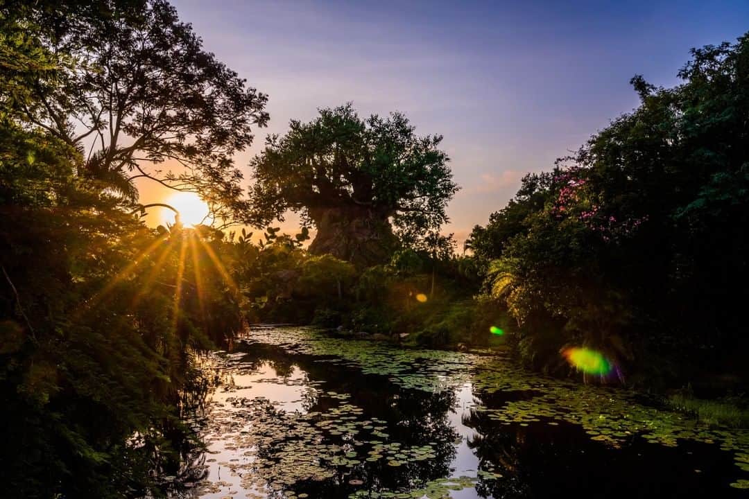 Walt Disney Worldさんのインスタグラム写真 - (Walt Disney WorldInstagram)「“It does not matter who you are or where you are from. We are all children of the world.” From our Disney’s Animal Kingdom Theme Park sunrise to yours, good morning and have a magical Monday ✨#DisneyMagicMoments」4月6日 20時01分 - waltdisneyworld