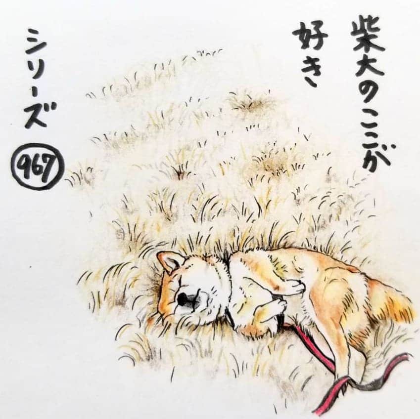 ハナとソラさんのインスタグラム写真 - (ハナとソラInstagram)「#ここ柴部 『柴犬のここが好きシリーズ967』 お散歩中に、急にお休みモードに入るとこ。  あぁ、ここ、気持ちいい。  ポカポカしてて、 芝生をゴロゴロしてたら すぅ… * No.967 “I lay down on grass and slept.” * モデルは @shibainu.hazuki さんとこの葉月ちゃんです💕 * P.Sイラストの中で｢柴犬｣が｢柴大｣になってました😲 点打ち忘れです。すみません😣💦⤵️ #柴犬のここが好き #favoritepartsofshibainu #illustration #dogart #drawing #shibastagram #shibainu #colorpencil #柴犬 #イラスト #しばすたぐらむ #いらすとぐらむ #色鉛筆 #柴公園イラスト」4月6日 20時02分 - nsdikm_hanasora