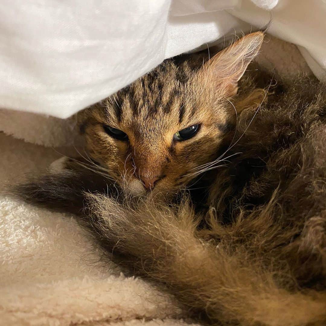 松井玲奈さんのインスタグラム写真 - (松井玲奈Instagram)「お家にいる時間が増えて、猫たちとの時間増えました。 私が家にいるから嬉しそう。 ノヴァくんもここのところずっとベッドで一緒に寝てくれるので幸せです。 しかし、ベッドの真ん中に陣取られるので飼い主は寝返りもうてない。笑 #猫　#ねこすたぐらむ　#スクーカム」4月6日 20時09分 - renamatui27
