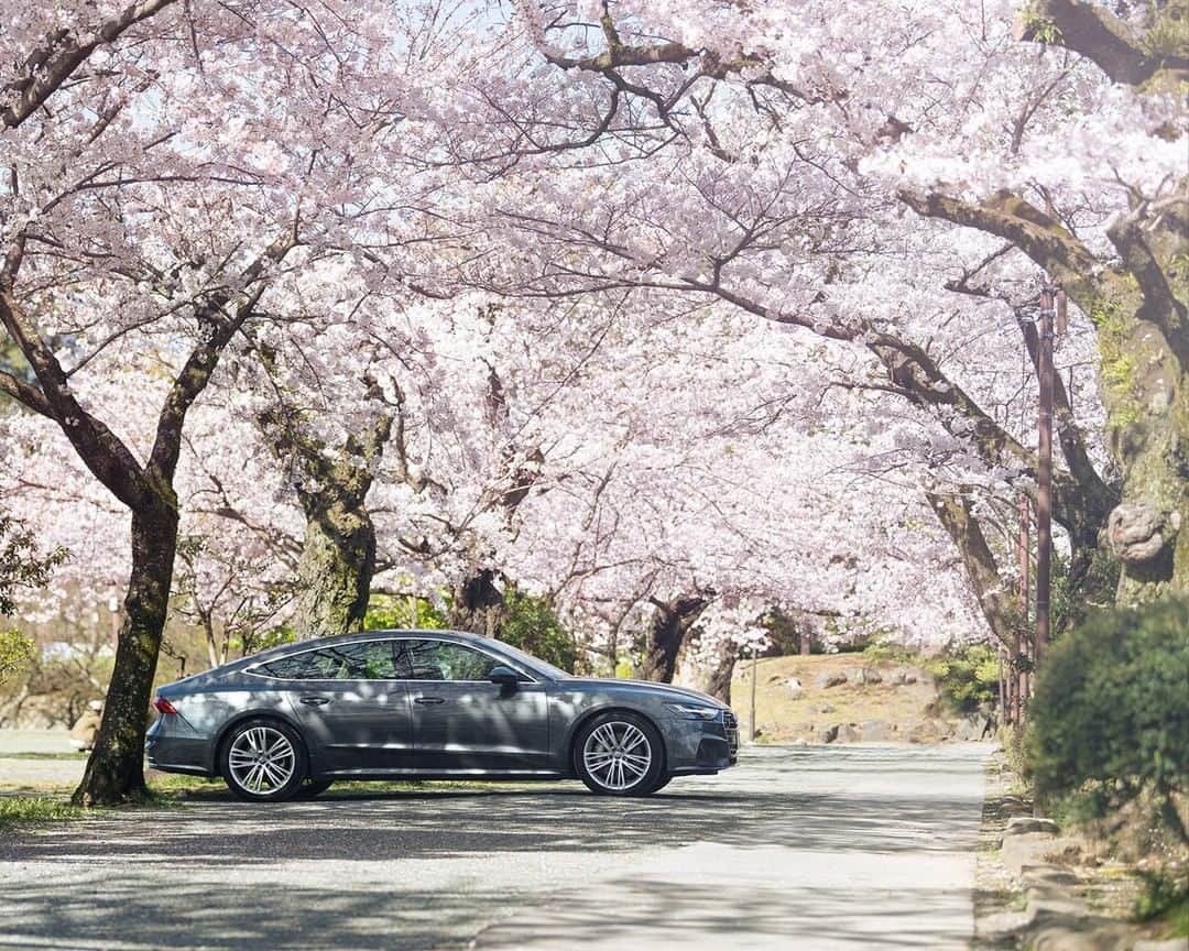 アウディ ジャパンさんのインスタグラム写真 - (アウディ ジャパンInstagram)「美しい国、日本。 四季折々の豊かな自然、そして私たちの伝統と文化が織りなす、美しい風景。 来年は、咲き誇る満開の桜の下で逢いましょう。  #エア花見 #花見 #おうち時間 #stayhome #桜 #cherryblossoms #Audi #A7 #AudiA7 #アウディA7 #Audijapan #アウディ #carwithoutlimits #carsofinstagram #Audiworld #Audigenic #車好きな人と繋がりたい #神奈川 #小田原 #小田原城」4月6日 20時10分 - audijapan