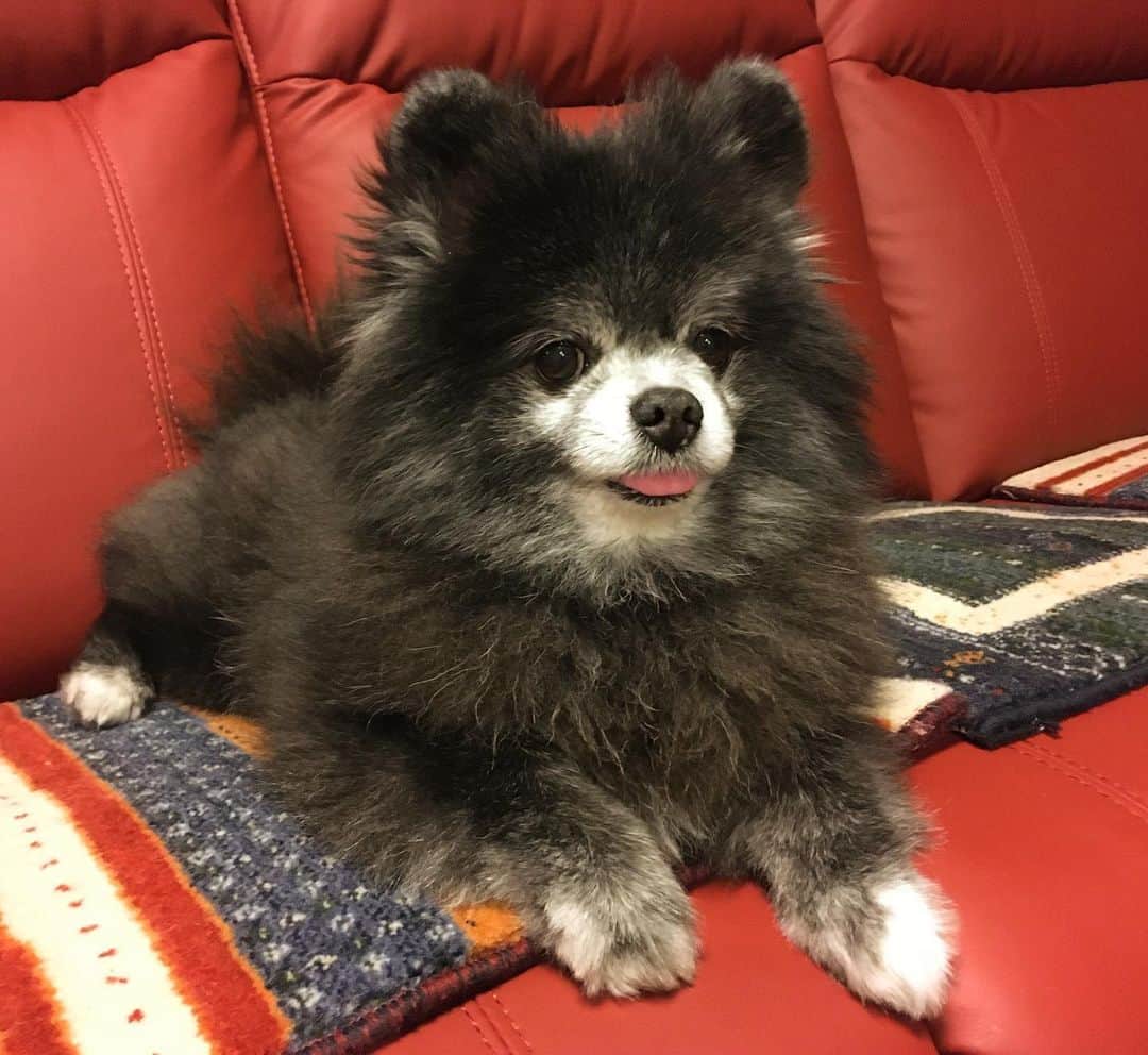 藤原ゆかのインスタグラム：「モッフモッフ。 心に癒しを🐻🐱🐻🐱 #pomeranian #pomestagram #黒ポメ」