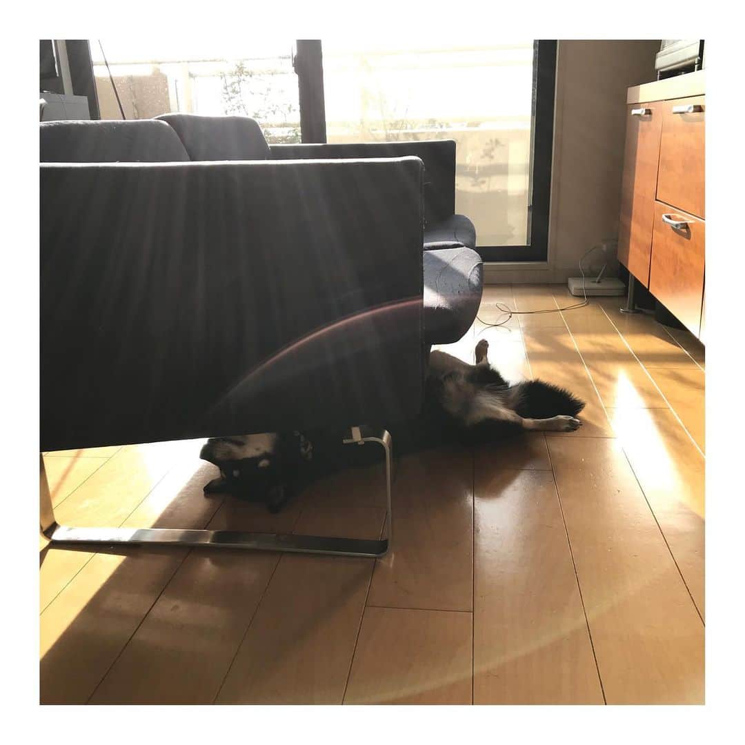 吉村民さんのインスタグラム写真 - (吉村民Instagram)「🐕そふぁーのしたは おとーと　の　しゅーげきがこないから、あんしんなんだぁ。  #柴犬  #おうち時間 #うちで過ごそう」4月7日 7時16分 - yoshimuratami