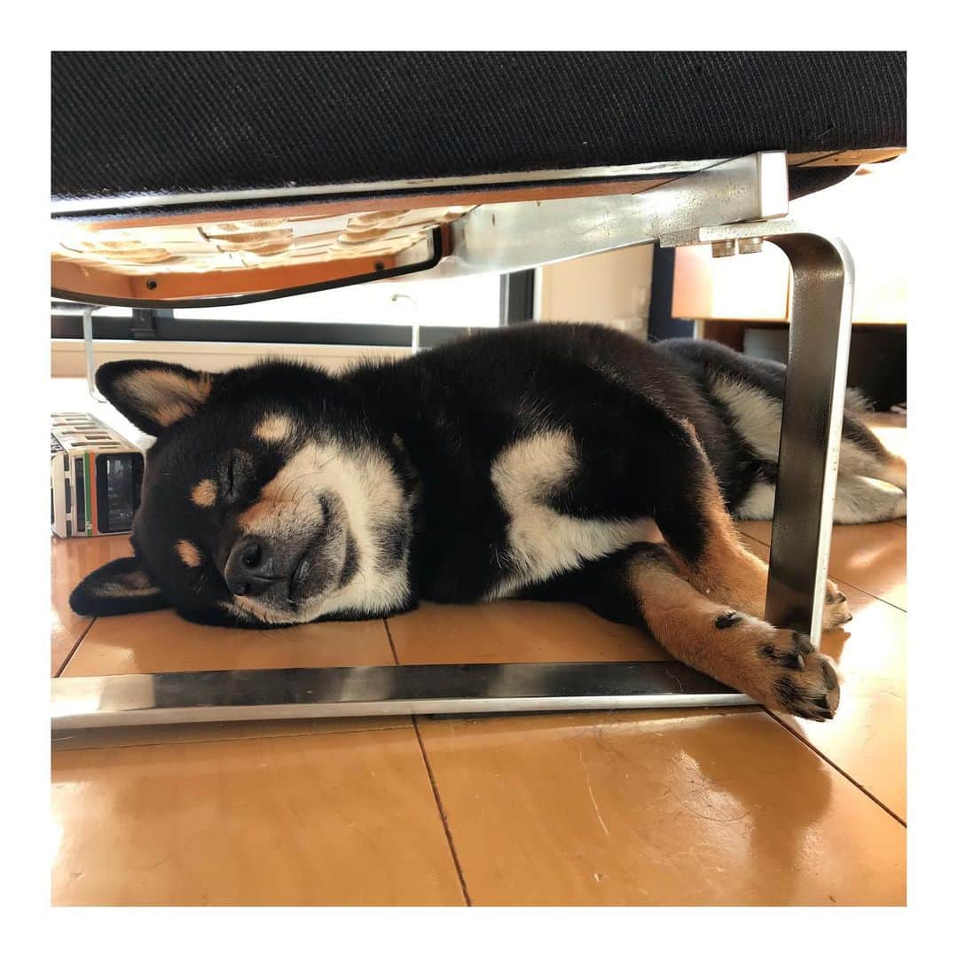 吉村民さんのインスタグラム写真 - (吉村民Instagram)「🐕そふぁーのしたは おとーと　の　しゅーげきがこないから、あんしんなんだぁ。  #柴犬  #おうち時間 #うちで過ごそう」4月7日 7時16分 - yoshimuratami
