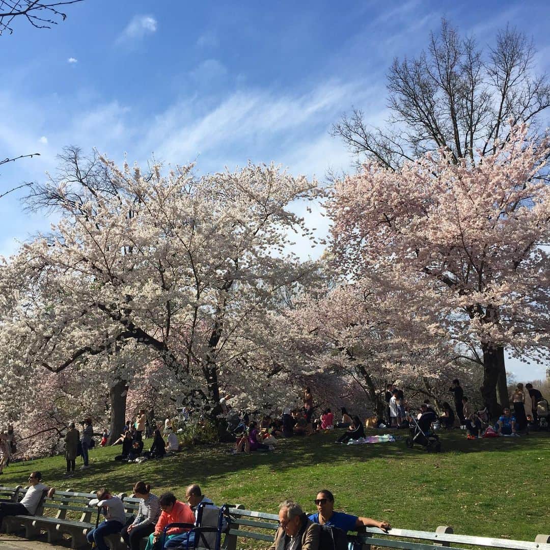 大森美希さんのインスタグラム写真 - (大森美希Instagram)「Lockdown Day 20 🔐  Last year’s cherry blossoms at Central Park, NYC🌸🌸🌸 今日のパリは気温21℃のすごく良い天気だった。今年はお花見に行かれないので去年のセントラルパークの写真を見てお花見気分🌸  ニューヨークでは毎年お花見に誘っていただいたお陰で良い気分転換になり、お友達も増えた。  またいつかセントラルパークでお花見したいなあ🌸一日も早くその時が来ることを心から願ってやまない🍀  #lockdown #confinement #france #paris #memories #cerisier #cherryblossom2019 #centralpark2019 #nyc2019 #parislife #stayhome #restezchezvous #お花見2019 #セントラルパーク #ニューヨーク #去年の桜 #外出制限 #外出制限中のパリ #新型コロナ #フランス #パリ #海外生活 #パリ生活 #写真整理 #うちで過ごそう #家にいるだけで世界は救える」4月7日 5時48分 - mikiomori_