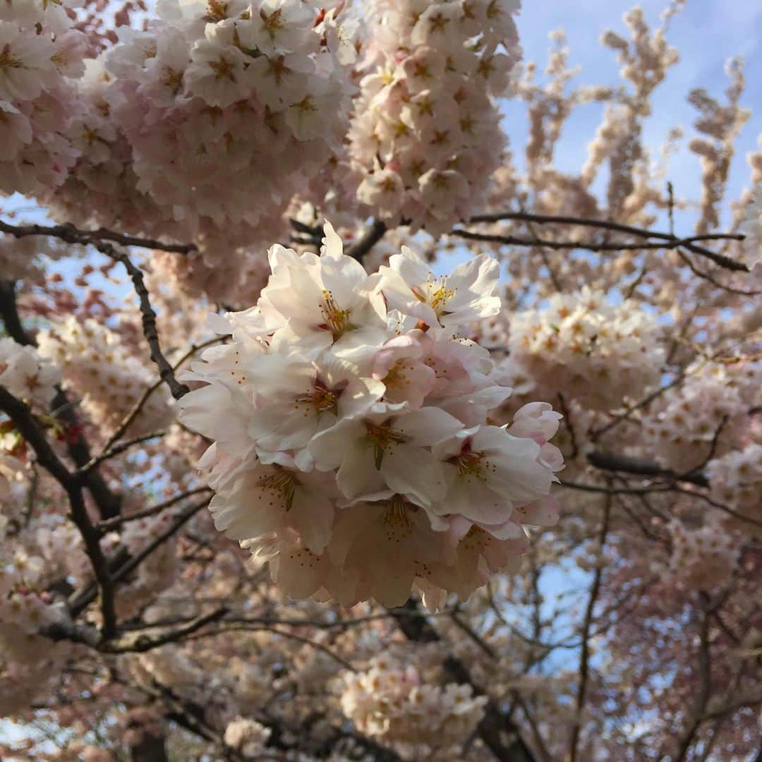 大森美希さんのインスタグラム写真 - (大森美希Instagram)「Lockdown Day 20 🔐  Last year’s cherry blossoms at Central Park, NYC🌸🌸🌸 今日のパリは気温21℃のすごく良い天気だった。今年はお花見に行かれないので去年のセントラルパークの写真を見てお花見気分🌸  ニューヨークでは毎年お花見に誘っていただいたお陰で良い気分転換になり、お友達も増えた。  またいつかセントラルパークでお花見したいなあ🌸一日も早くその時が来ることを心から願ってやまない🍀  #lockdown #confinement #france #paris #memories #cerisier #cherryblossom2019 #centralpark2019 #nyc2019 #parislife #stayhome #restezchezvous #お花見2019 #セントラルパーク #ニューヨーク #去年の桜 #外出制限 #外出制限中のパリ #新型コロナ #フランス #パリ #海外生活 #パリ生活 #写真整理 #うちで過ごそう #家にいるだけで世界は救える」4月7日 5時48分 - mikiomori_