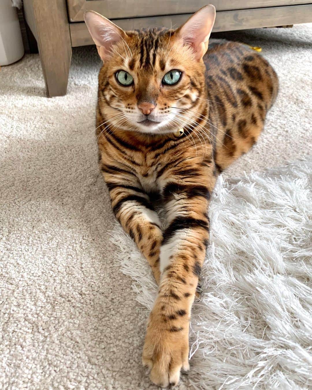 Bensonのインスタグラム：「Crossed paws」