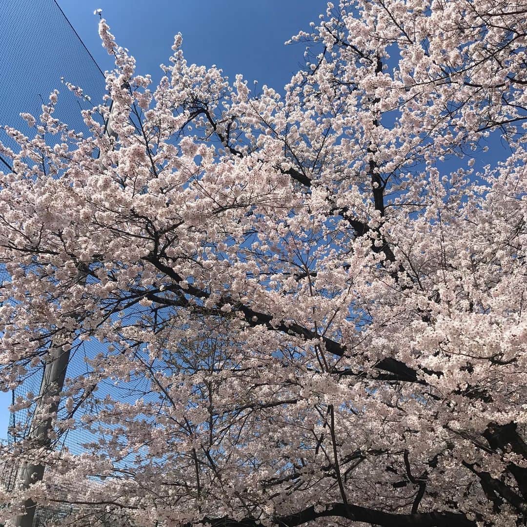 三隅有里子さんのインスタグラム写真 - (三隅有里子Instagram)「* 群馬を代表する桜の名所のひとつ、前橋市の赤城南面千本桜の桜が今、満開を迎えています🌸 昨日のニュースの取材で出掛けてきました！ 新型コロナウイルスの影響で、気軽に外出することも難しいなか、少しでもこの満開の桜の映像で心が元気になればなあ😌とそんな思いを込めて撮影しました、うちの若手カメラマンが😚 映像は群馬テレビのユーチューブでご覧頂けます📺  #赤城南面千本桜  #桜 #さくら #サクラ #sakura #cherryblossoms #🌸 #菜の花 #nanohana #rapeblossoms #春  #spring #季節の映像 #癒しをお届け #ニュース #news #ぐんま愛 #gunmalove #前橋 #maebashi #群馬 #gunma  #群馬テレビ #群テレ #gtv #アナウンサー  #局アナ #局アナの仕事 #地方局で働くということ #新型コロナに負けない」4月6日 22時26分 - misumi_gtv