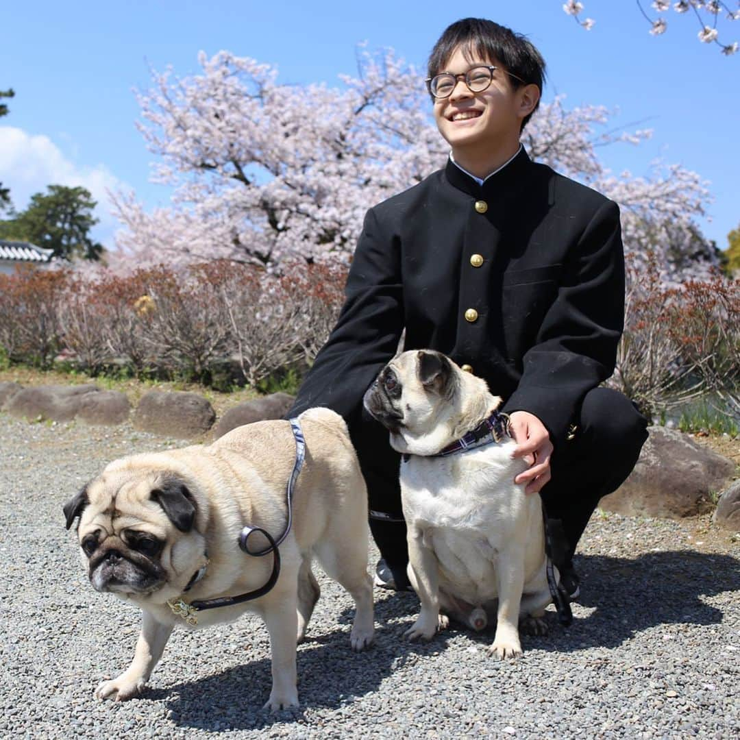 佐藤ルミナさんのインスタグラム写真 - (佐藤ルミナInstagram)「今日は息子の中学校入学式🌸2枚目は小学校入学時の写真。子供の成長は本当に早いですね。またすぐ休校だけどこのピンチを笑顔で乗り切りましょう😊🤙 Today was my son's junior high entrance ceremony.  But his school was closed tomorrow due to COVID19. #staypositive #smile #son #juniorhighschool #pug #puglife #chuckとharry」4月6日 22時34分 - ruminasato