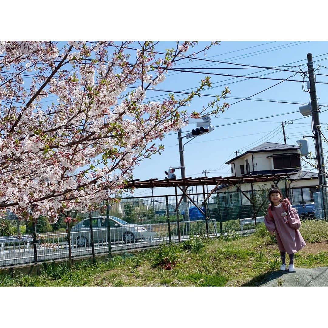 mikaさんのインスタグラム写真 - (mikaInstagram)「胸につけているのは今日のために図々しくも なみちゃん（@naminco_ 💕） にお願いして作ってもらった なみぐるみちゃんのブローチ🐱 （なみちゃん、ほんとにありがとう♡） . お気に入りでお気に入りで、ずっと手でいいこいいこしながら歩いてた＾＾ ♡♡ .  帰り際、桜との写真を撮るの忘れて慌てて近くの桜とパチリ🤳 場所悪すぎる🤣 草ぼーぼーだし🤣しかも遠い🤣  他の写真はマスク姿ばかりでなんだかせっかくの笑顔が隠れてしまって残念だったな😢  そして入園、入学、進級のみなさんおめでとうございます＾＾👏㊗️ こどもたちが安心して通園通学出来る毎日、早く戻ってこい！！」4月6日 22時35分 - _mogmon__