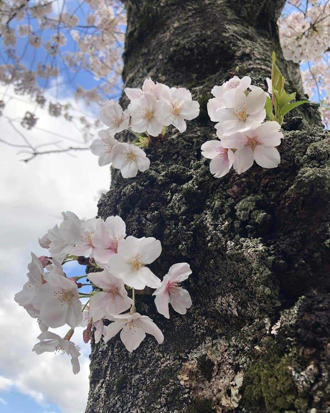 アキ（荒木良明）さんのインスタグラム写真 - (アキ（荒木良明）Instagram)「木の枝についてわぁーって広がってく桜はもちろん好きやねんけど、どっからでも出たるで！実はココからでも咲けるねんで！的に、幹で突然咲いてる姿に生命力感じます。場所なんてどこでもいいやん。貫いて桜を生きればそれでいいやん。ということで、舞台に立てない日々でも、どこでもパワーもって開いていたいなと思います。しばらく自室限定ですが、また配信などさせてもらいます。  #桜 #SAKURA #生命力 #桜として生きてく覚悟  #どっからでも咲いたる強さ #いぃよぉー #そういう時期でしょ #新喜劇アキ」4月6日 22時54分 - mizutamareppuaki
