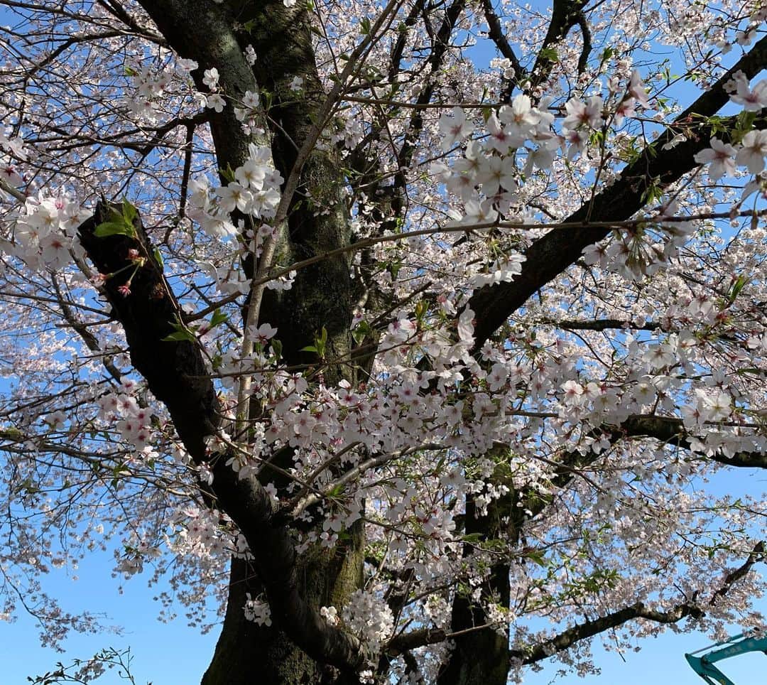 末綱聡子さんのインスタグラム写真 - (末綱聡子Instagram)「良い天気🌸 桜も満開🌸 1日も早くコロナが終息しますように…  #岐阜 #笠松 #来年の春はみんなでお花見が出来ますように…🌸🍡」4月6日 22時57分 - s.suesatoco