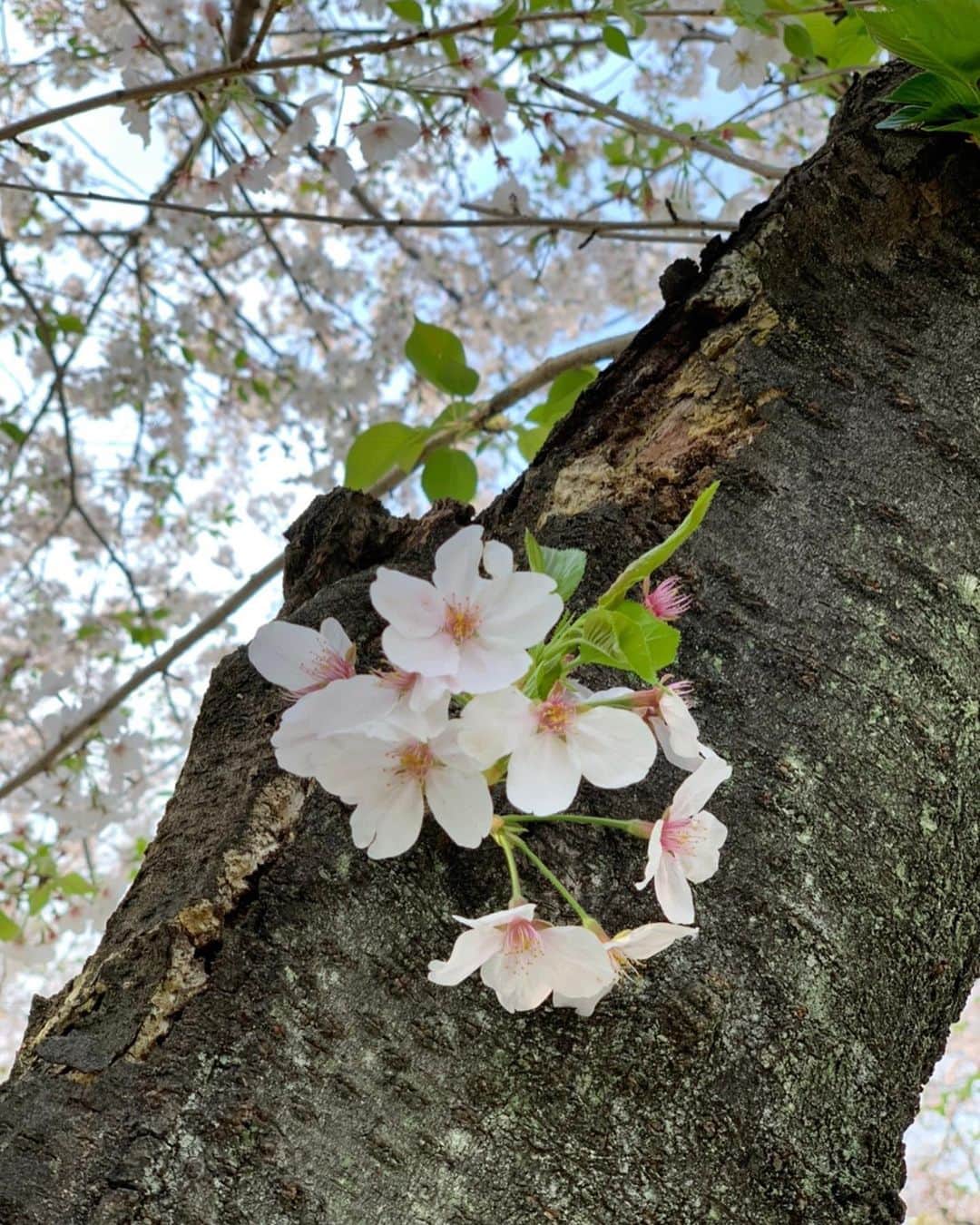 本田裕子さんのインスタグラム写真 - (本田裕子Instagram)「先週の金曜日に、久々にまりんと 少しだけお散歩した🌸🌷 . 花々は咲くべきときに咲き、 散るときに散る。 . 潔く美しい。 . . そして、 日本が誇る桜をはじめ、 花々は私たちを和ませてくれる。 . 綺麗って思う心を いつまでも忘れずにいたい。 . . …… 日付け変わって、 . 今日は前々から予約してた まりんのトリミングと🐶 狂犬病ワクチンの猶予書類をいただきに🚶‍♀️いつもお世話になっている家から徒歩1分の動物病院に🏥 . （まりんは狂犬病ワクチンのアナフィラキシーや副作用が酷く出て以来、狂犬病ワクチンは猶予していただいています） . トリミングから帰って来て、 またまた ご機嫌で⚽️タイム😆笑 . . まりん🐶スッキリして 可愛いくなりました👏(๑˃̵ᴗ˂̵) . . …… なんか、生活の一つ一つ 些細なことも丁寧にしていると 豊かさを感じずにいられない。 . 例えば、わたしは最近珍しく（笑） お料理もしたりしてて、 目の前の🍚に「いただきます」「ごちそうさま」と言って味わうだけで、 いのちの美味しさに、より一層の感謝が湧くし🙏 . 当たり前にあった日常が めちゃ豊かなものだったことにも気づく。 . そんでもって、 自分が作ったご飯は 大したものじゃなくても美味しいな。笑 （今朝は🍆を焼いて、アスパラのベーコン巻き🥓に、納豆にお味噌汁に玄米） . . 自宅での仕事にしても、料理や掃除、読みたかった本、ゆっくり瞑想する時間に、まりんとの時間もたっぷりと取れるようになり、なんだか寝る前に 「明日なにしようかな♡」って一人ニヤニヤして寝るのも豊かやなあ。 . いや〜なんか子供の頃の感覚を 思い出したりもしています🤭 . いろいろ大変ではあるけれど、 心まで自粛する必要はない。 . 一緒に乗り越えようね！ . . 桜の下でまた沢山の笑顔が 見れますように(*´∀｀*)♡ . …… #お散歩 #桜の下を #愛娘まりん #潔く #美しい #和む #綺麗だと思う心 #忘れずにいたい #トリミング #狂犬病ワクチン猶予 #アナフィラキシー #ワクチン副作用 #一つ一つ丁寧に #子供の頃の感覚 #憶い出す #一人遊びも好き #明日から #緊急事態宣言 #一緒に乗り越えよう #おうち時間 #stayhome #本田裕子」4月6日 23時10分 - rinrin_yuko