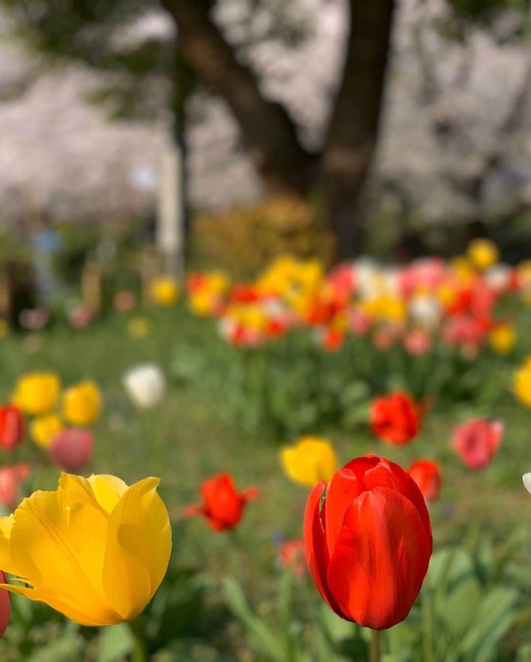 本田裕子さんのインスタグラム写真 - (本田裕子Instagram)「先週の金曜日に、久々にまりんと 少しだけお散歩した🌸🌷 . 花々は咲くべきときに咲き、 散るときに散る。 . 潔く美しい。 . . そして、 日本が誇る桜をはじめ、 花々は私たちを和ませてくれる。 . 綺麗って思う心を いつまでも忘れずにいたい。 . . …… 日付け変わって、 . 今日は前々から予約してた まりんのトリミングと🐶 狂犬病ワクチンの猶予書類をいただきに🚶‍♀️いつもお世話になっている家から徒歩1分の動物病院に🏥 . （まりんは狂犬病ワクチンのアナフィラキシーや副作用が酷く出て以来、狂犬病ワクチンは猶予していただいています） . トリミングから帰って来て、 またまた ご機嫌で⚽️タイム😆笑 . . まりん🐶スッキリして 可愛いくなりました👏(๑˃̵ᴗ˂̵) . . …… なんか、生活の一つ一つ 些細なことも丁寧にしていると 豊かさを感じずにいられない。 . 例えば、わたしは最近珍しく（笑） お料理もしたりしてて、 目の前の🍚に「いただきます」「ごちそうさま」と言って味わうだけで、 いのちの美味しさに、より一層の感謝が湧くし🙏 . 当たり前にあった日常が めちゃ豊かなものだったことにも気づく。 . そんでもって、 自分が作ったご飯は 大したものじゃなくても美味しいな。笑 （今朝は🍆を焼いて、アスパラのベーコン巻き🥓に、納豆にお味噌汁に玄米） . . 自宅での仕事にしても、料理や掃除、読みたかった本、ゆっくり瞑想する時間に、まりんとの時間もたっぷりと取れるようになり、なんだか寝る前に 「明日なにしようかな♡」って一人ニヤニヤして寝るのも豊かやなあ。 . いや〜なんか子供の頃の感覚を 思い出したりもしています🤭 . いろいろ大変ではあるけれど、 心まで自粛する必要はない。 . 一緒に乗り越えようね！ . . 桜の下でまた沢山の笑顔が 見れますように(*´∀｀*)♡ . …… #お散歩 #桜の下を #愛娘まりん #潔く #美しい #和む #綺麗だと思う心 #忘れずにいたい #トリミング #狂犬病ワクチン猶予 #アナフィラキシー #ワクチン副作用 #一つ一つ丁寧に #子供の頃の感覚 #憶い出す #一人遊びも好き #明日から #緊急事態宣言 #一緒に乗り越えよう #おうち時間 #stayhome #本田裕子」4月6日 23時10分 - rinrin_yuko