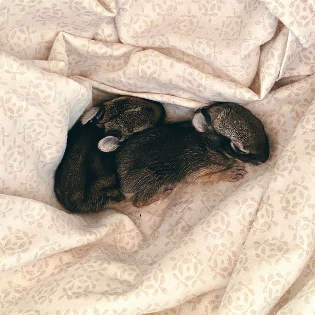 イーライ・リエブのインスタグラム：「Our sweet little Beatrix and Potter are both no longer with us. I know they were just tiny little beings who were only here for 4 days, but they brought a lot of love to our hearts. Being able to show them love and tenderness when the odds were stacked against them was a truly beautiful experience. Tyler researched extensively, we talked to people, and did everything we could to give them a chance, but unfortunately it’s rare that you can keep wild creatures this young alive, even with all the proper care. They were so sweet and innocent and I’m glad they only knew love in their tiny little experience of life. I am happy I was able to hold them gently and warm with love when I knew they weren’t going to make it. It was a special moment that We’ll always remember. ❤️🐰🐰❤️」