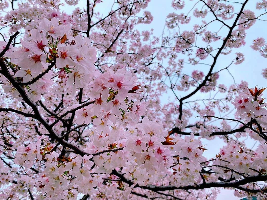 寺崎裕香のインスタグラム：「今日は入学式だった方もたくさんいるのかな。  ご入学！おめでとうございます☺️ 新しい環境でのたくさんの出会いにドキドキワクワクな日々！…が始まるはずなのだけど…  ちょっとおあずけになってしまいましたね。  でも！ スタートは皆同じ！ 始まる時はみんな一緒！ それまでお家でワクワクしましょ♪  今は大変なときだけど。 ピンチはチャンス！！ 今しか出来ない事を探すのも楽しかったりする。  我が家は毎朝 「◯◯家ー！ファイヤー！！」 と家族全員で拳を突き上げ気合いを入れて 自宅待機してます。笑  楽しい事 みんなで見つけて 共有してこう！  この長いお休みに何が出来るか みんなで一緒に考えましょう(*'▽'*) みんなの未来が、輝かしいものになりますようにと祈っています。  その為に 今は、、、 #stayhome 💕  おめでとう☺️」