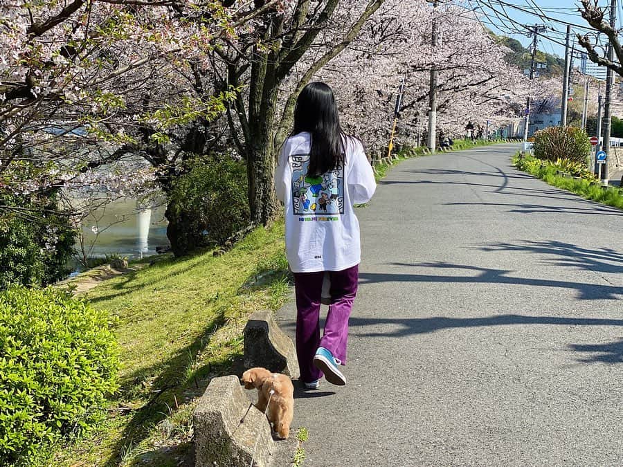 Karunaさんのインスタグラム写真 - (KarunaInstagram)「ㅤㅤㅤ 桜見られないかもと思っていたから 麦の散歩がてら見られて嬉しい🌸 お花見スルーってやつですね🐊🐇 #100日後に死ぬワニ#FR2#お花見」4月6日 23時19分 - karuna0520