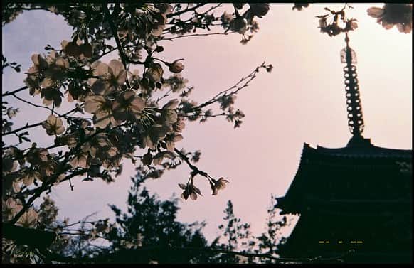 中田陽菜子さんのインスタグラム写真 - (中田陽菜子Instagram)「🌳🌿﻿ ﻿ #film #spring2020 !﻿ #stayhome🏡」4月6日 23時29分 - nakadahinako__